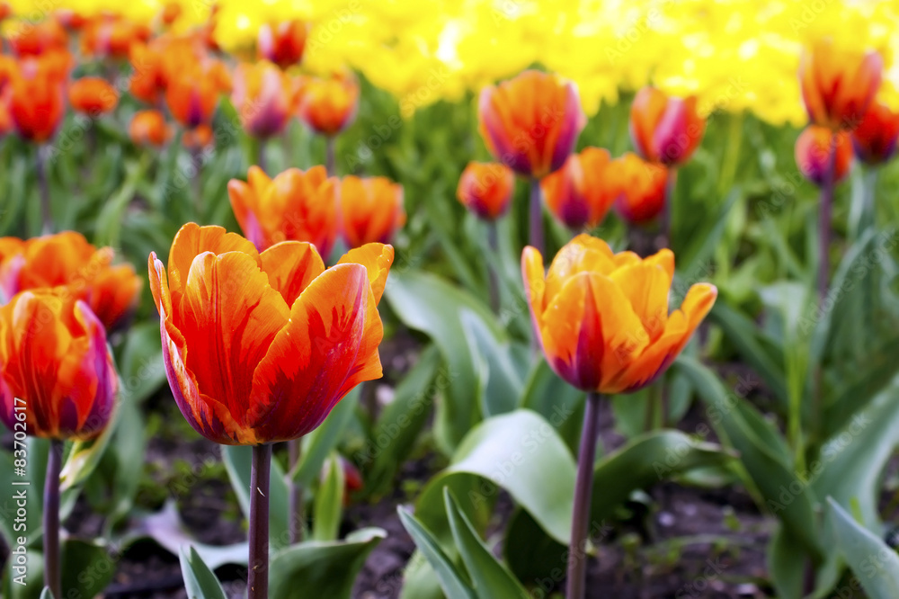 red tulips on the flowerbed in the park