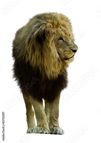 Fototapeta Naklejka Na Ścianę i Meble -  Standing lion