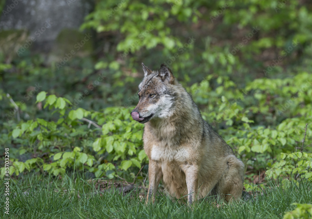 wolf in a forest