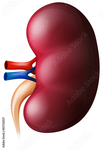 Kidney