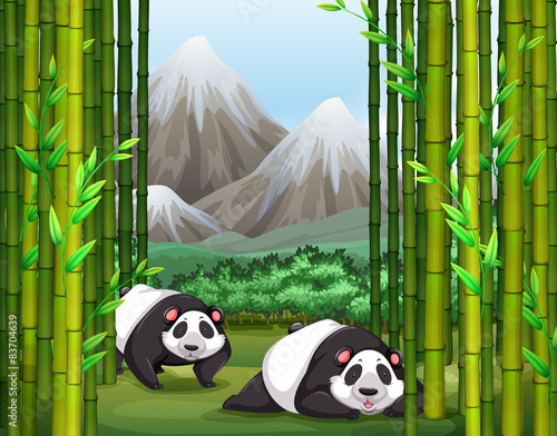 Panda