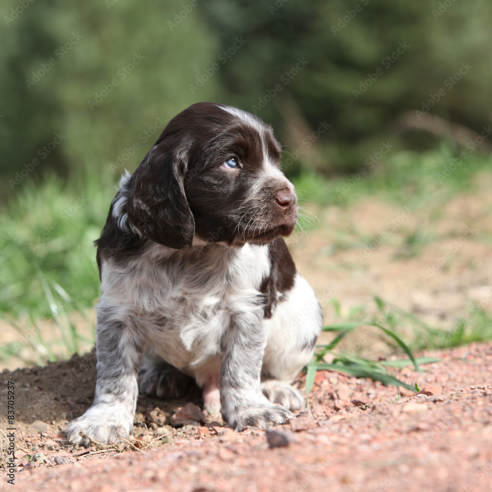 Beautiful puppy of German Quail Dog