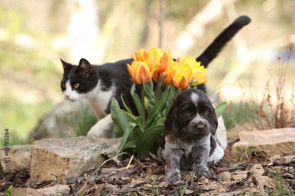 Puppy of German Quail Dog with cat in the garden