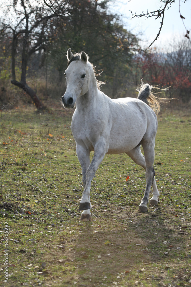 White arabian stallion running White arabian stallion running