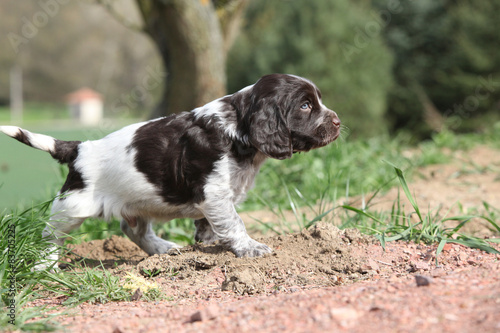 Amazing German Quail Dog moving in the garden