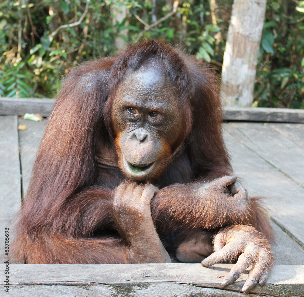 Fototapeta premium Photo taken in Tanjung Puting National Park, Borneo, Indonesia.