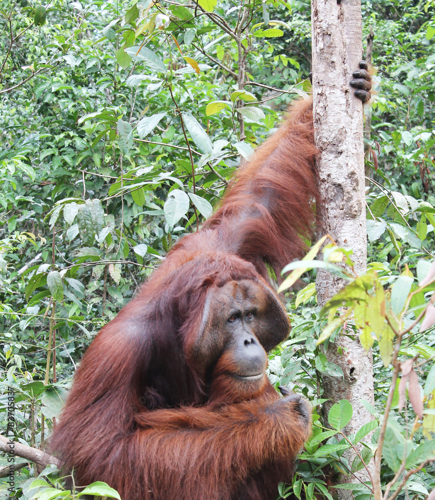 Obraz premium Photo taken in Tanjung Puting National Park, Borneo, Indonesia.