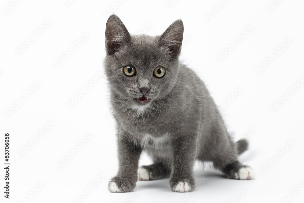Playful Gray Kitty on White Background