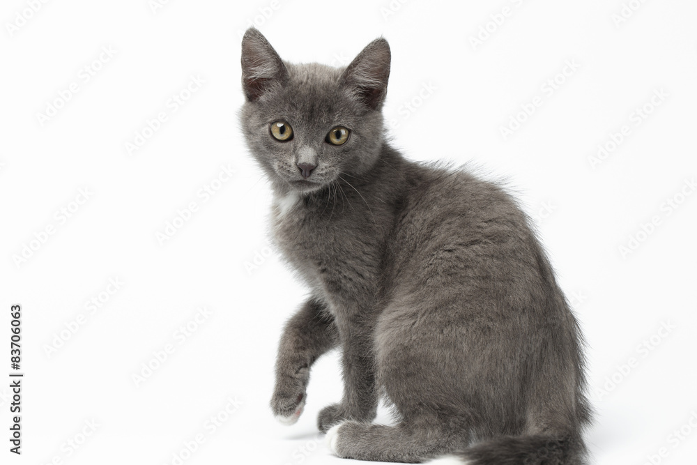 Playful Gray Kitty on White Background