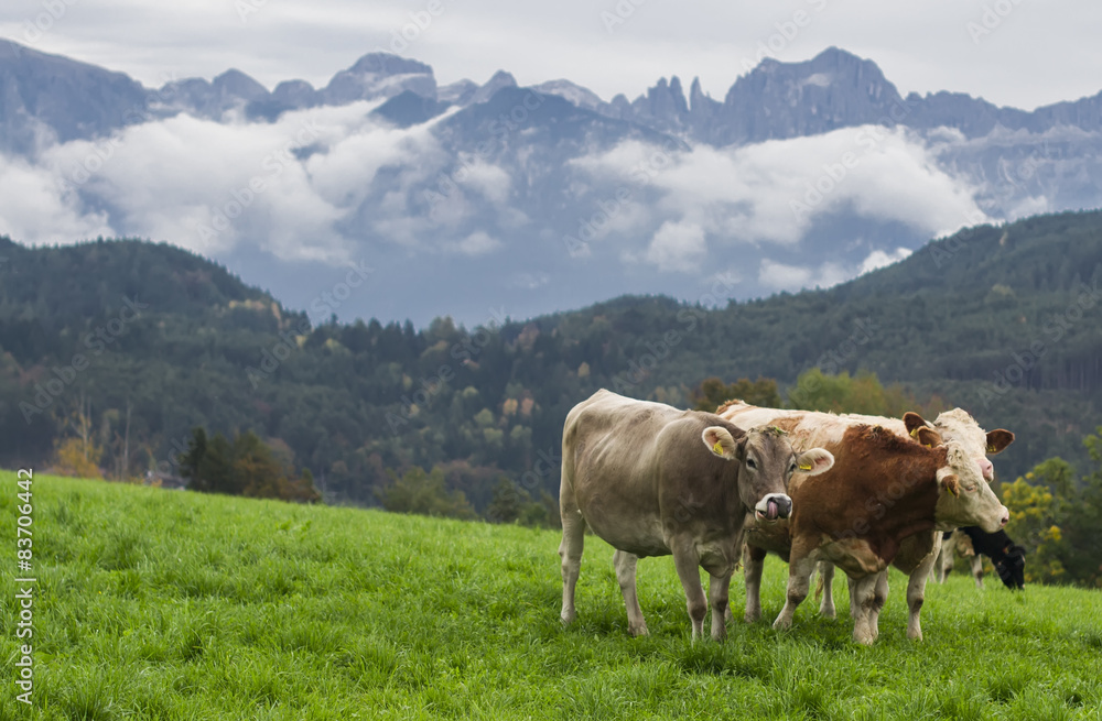 cows on a green Alpine meadow