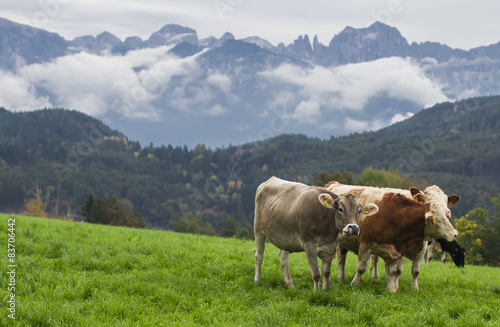 cows on a green Alpine meadow © okkijan2010