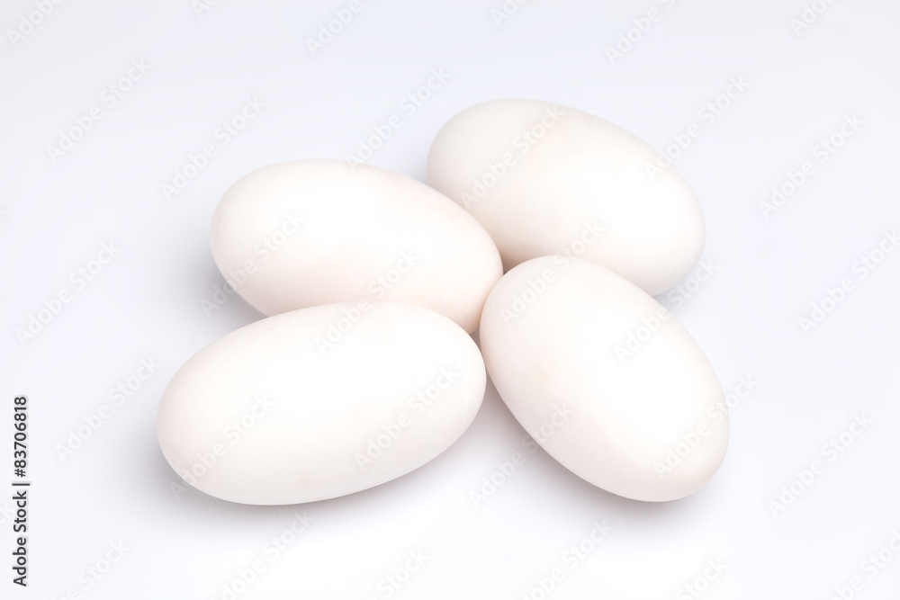 crocodile alligator eggs group white background crocodile alligator eggs group white background