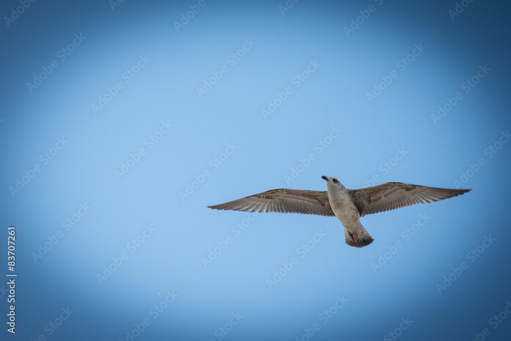 Obraz premium Gabbiano