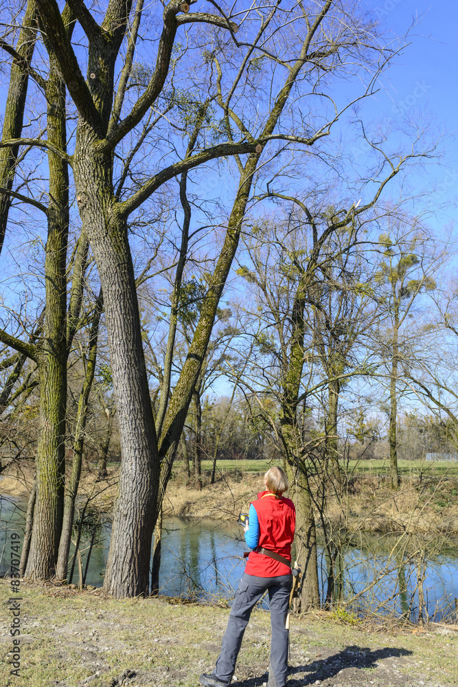 Sichtkontrolle bei der Baumbegutachtung Sichtkontrolle bei der Baumbegutachtung