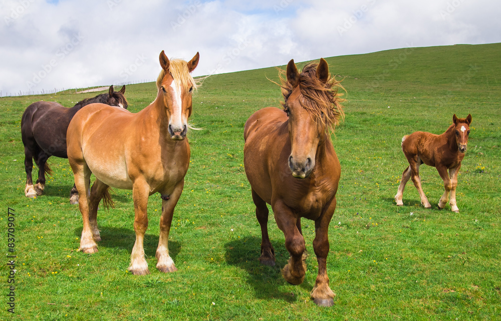 Fototapeta premium Cavalli con la criniera spettinata dal vento