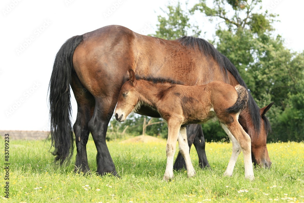 Horse's family