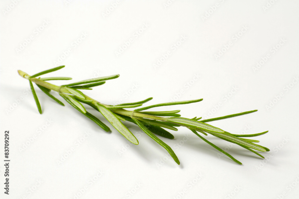 Fototapeta premium romarin 21052015