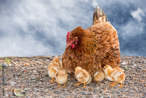 Photo brooding hen and chicks in a farm