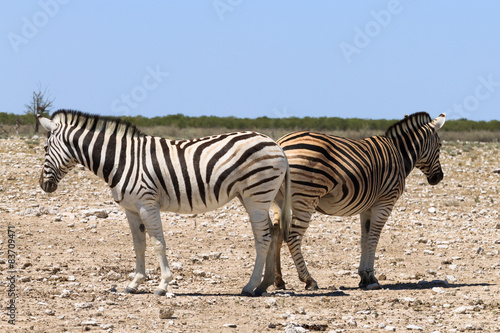 Couple of zebras