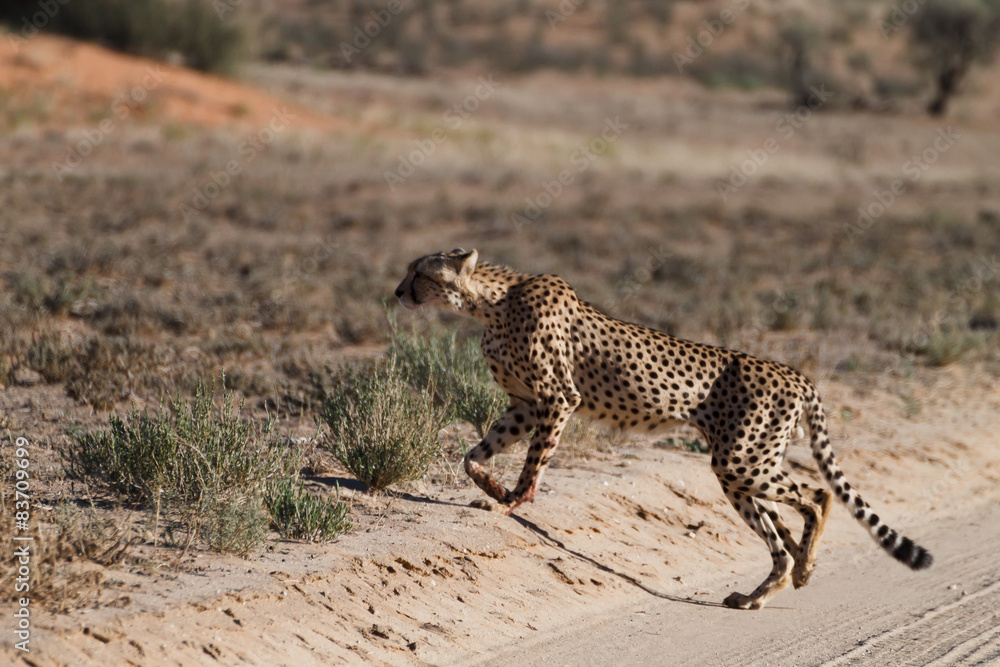 Obraz premium Cheetah