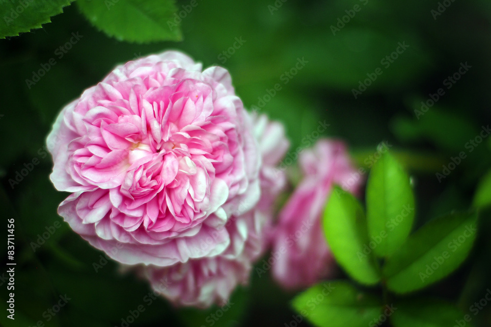 Ancient variety of damask rose 