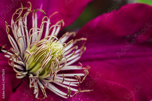 Blume