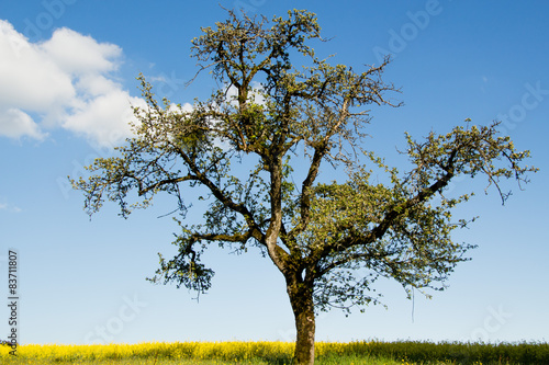 Baum