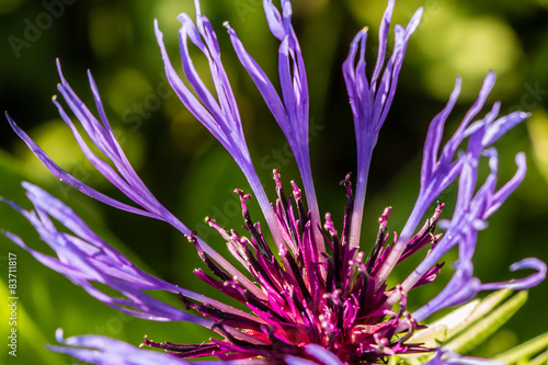 Kornblume