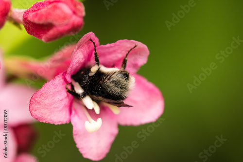 Hummel