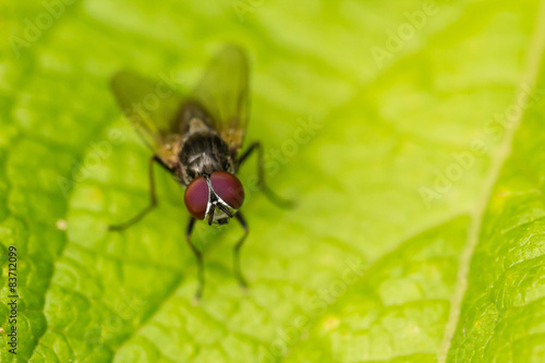 Fliege