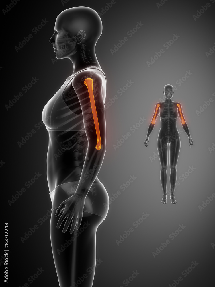 HUMERUS black x--ray bone scan HUMERUS black x--ray bone scan