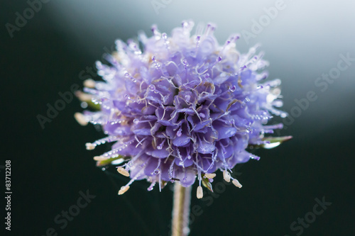 Blume