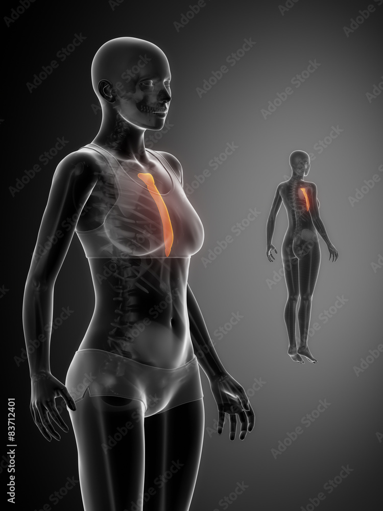 STERNUM black x--ray bone scan STERNUM black x--ray bone scan