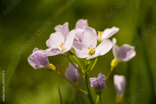 Blume