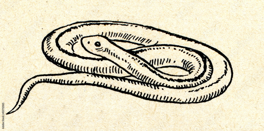 Fototapeta premium Slow worm (Anguis fragilis)