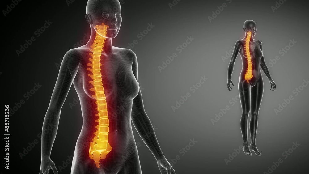 SPINE bone skeleton x-ray scan in black SPINE bone skeleton x-ray scan in black