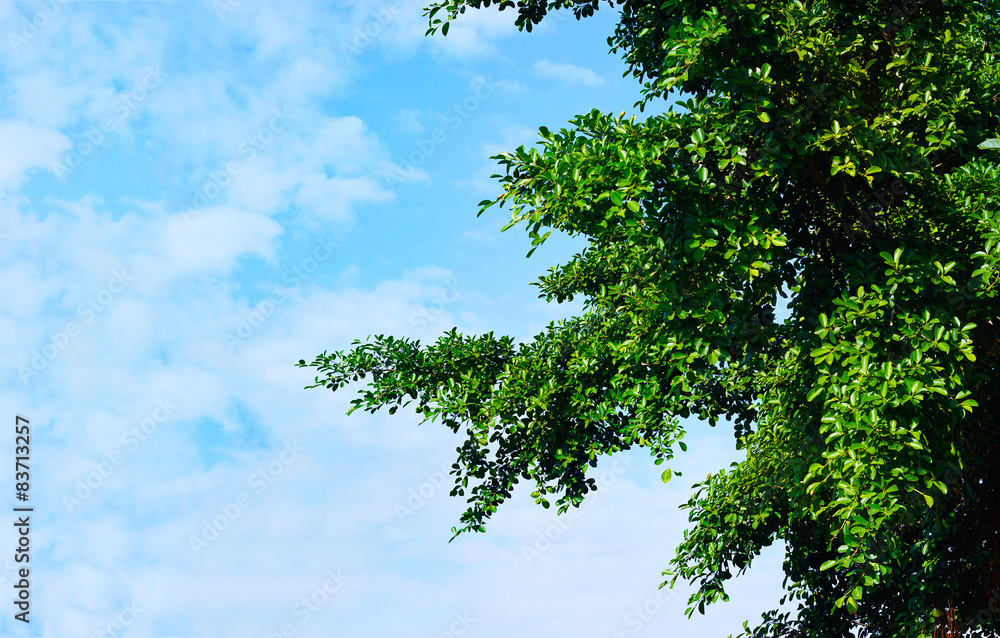 Fototapeta premium green leaves in sunshine on blue sky background, blank text