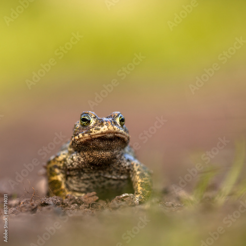 Natterjack toad front legs © creativenature.nl