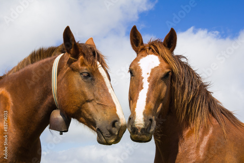 Amore tra due cavalli
