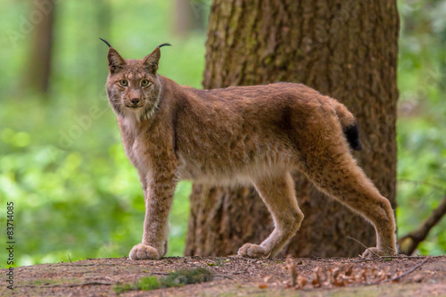 Looking Eurasian Lynx