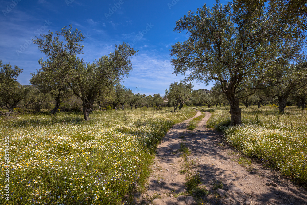 Path through olive grove