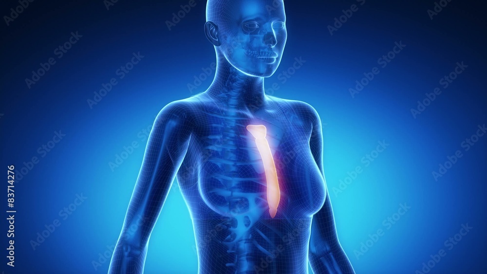 STERNUM bone skeleton x-ray scan in blue STERNUM bone skeleton x-ray scan in blue
