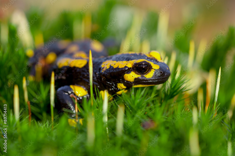 Obraz premium Aerial view of Fire salamander on moss