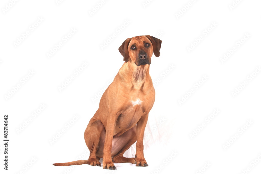 Australian Ridgeback vor weißem Hintergrund Australian Ridgeback vor weißem Hintergrund
