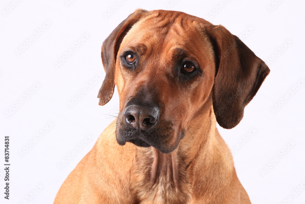 Australian Ridgeback im Studio Australian Ridgeback im Studio