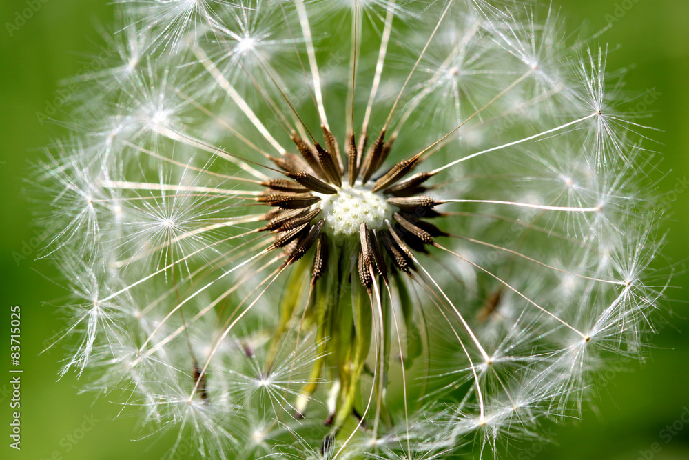 White spring dandelion flower White spring dandelion flower