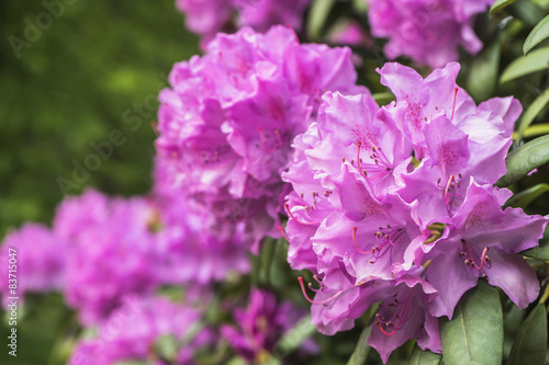 Rosa Rhododendron Blüten in voller Pracht