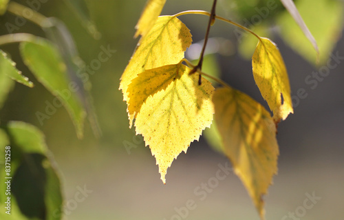 Yellow birch leaves on a green background
