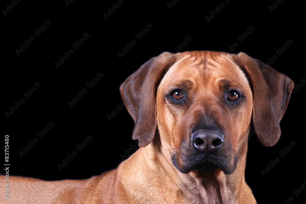 Australian Ridgeback im Studio Australian Ridgeback im Studio