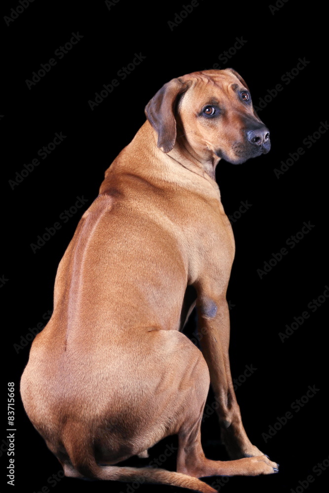 Austrian ridgeback deals dog